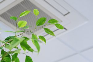 green-leaves-of-a-ficus-plant-growing-near-a-home-air-vent